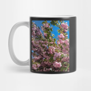 Cherry Blossoms Mug